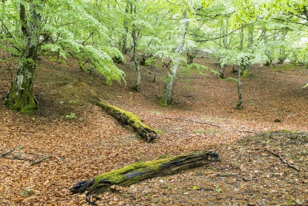 Los Molinos - Atico En Montana De Asturias Felechosa Exteriér fotografie